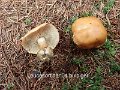 Leucocortinarius bulbiger-amf2065-1